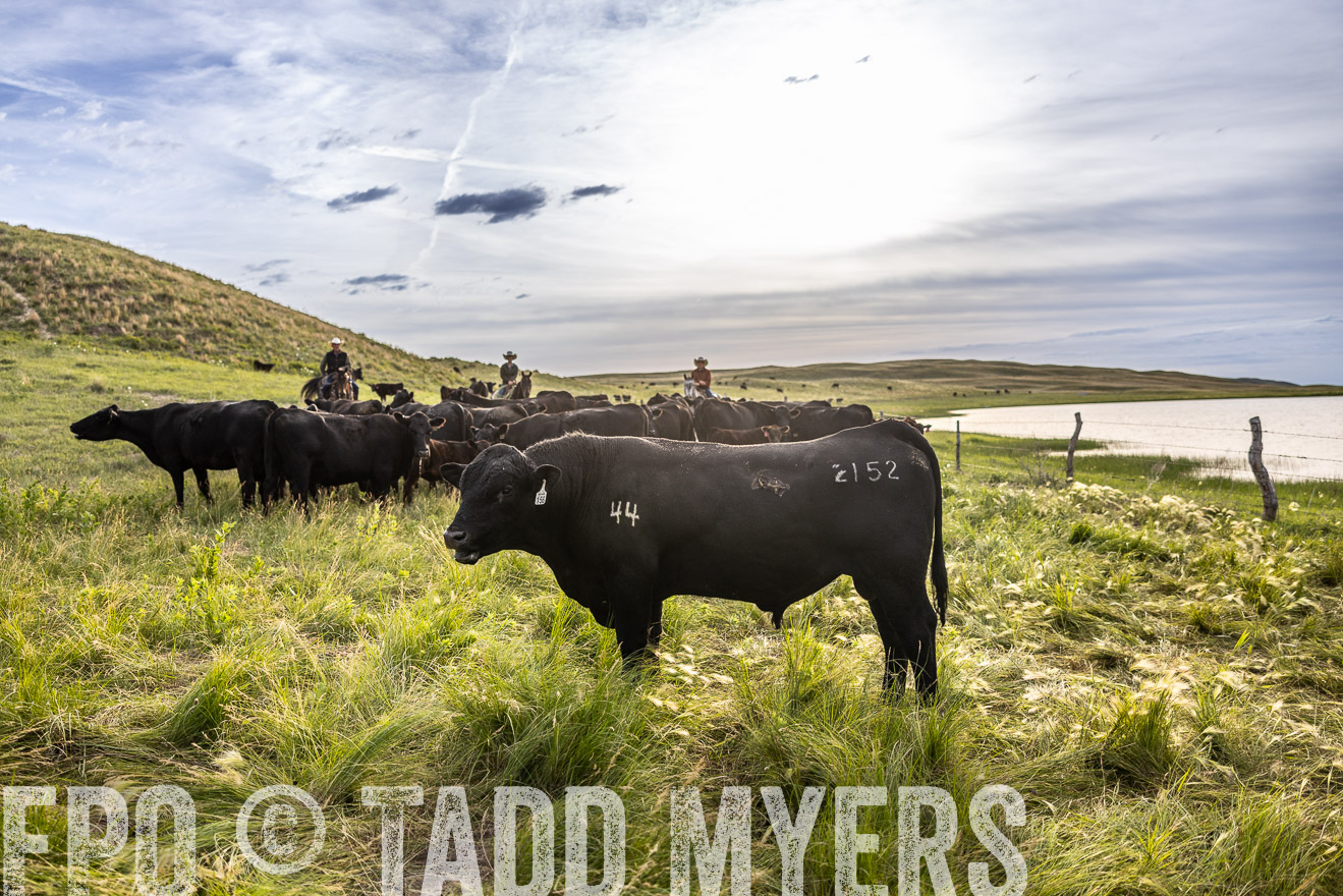 TMyers_PP_VintonRanch_Nebraska_June2024-518592