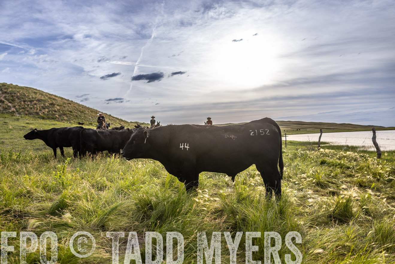 TMyers_PP_VintonRanch_Nebraska_June2024-518596
