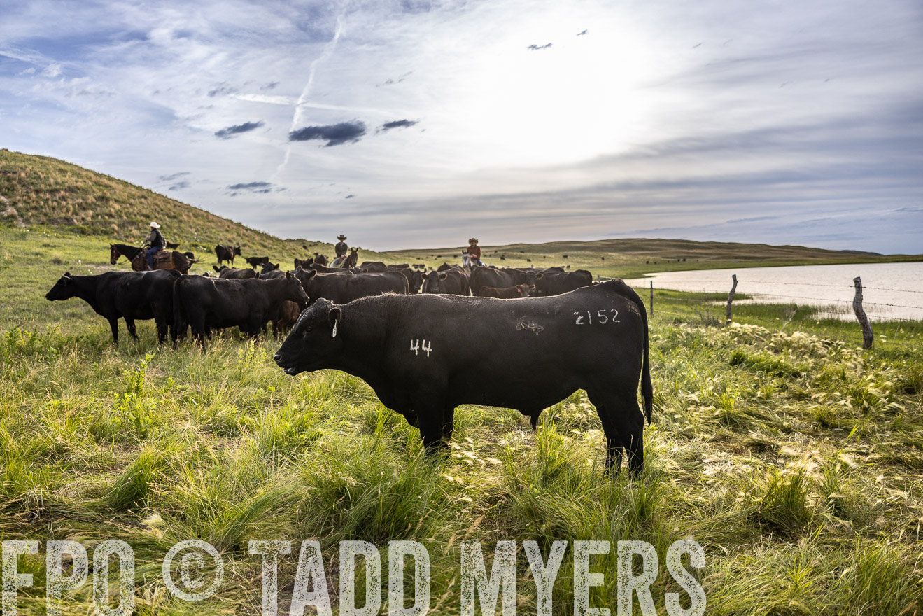 TMyers_PP_VintonRanch_Nebraska_June2024-518601