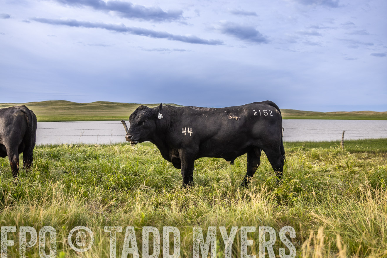 TMyers_PP_VintonRanch_Nebraska_June2024-518614