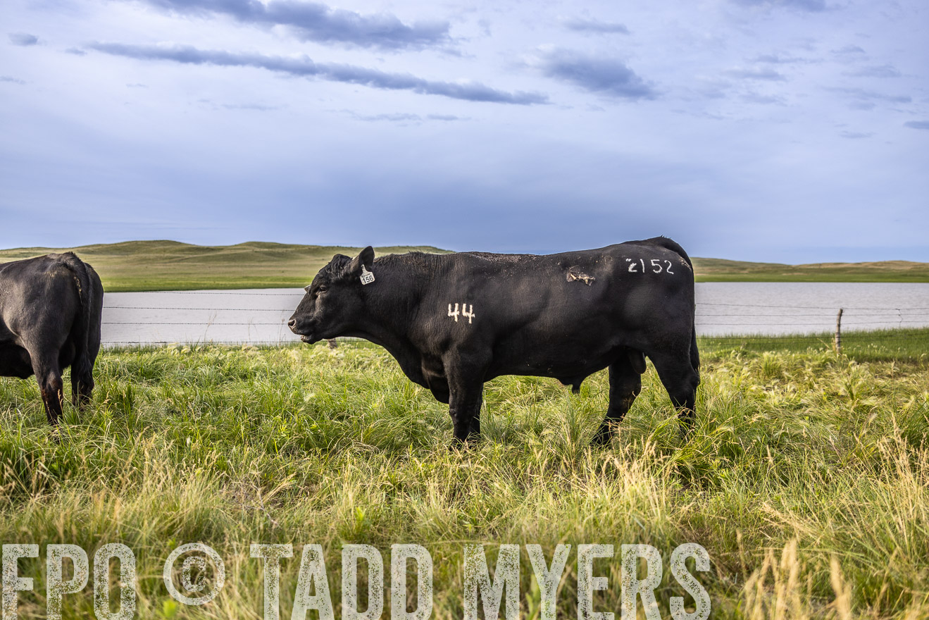 TMyers_PP_VintonRanch_Nebraska_June2024-518616