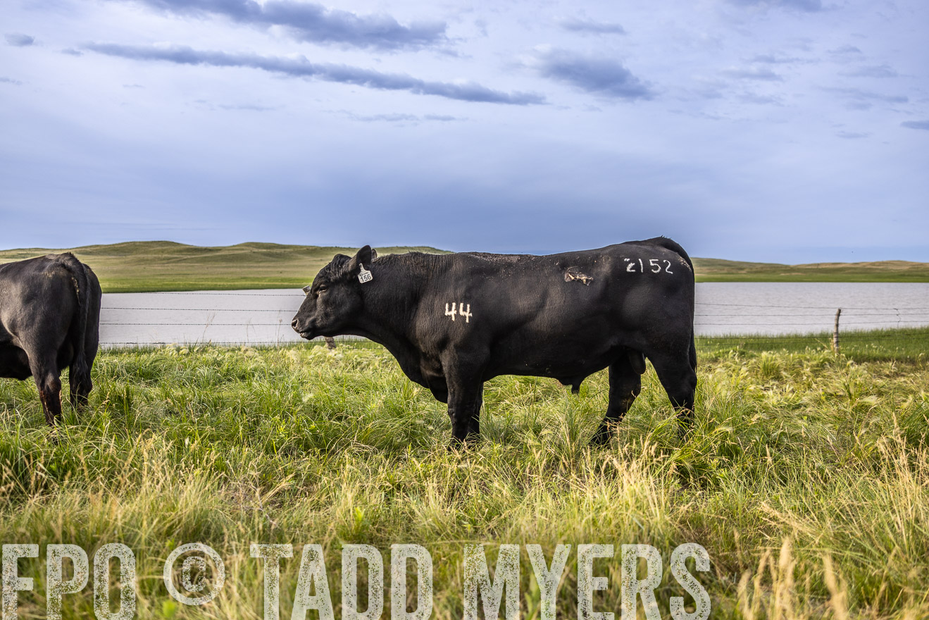 TMyers_PP_VintonRanch_Nebraska_June2024-518620