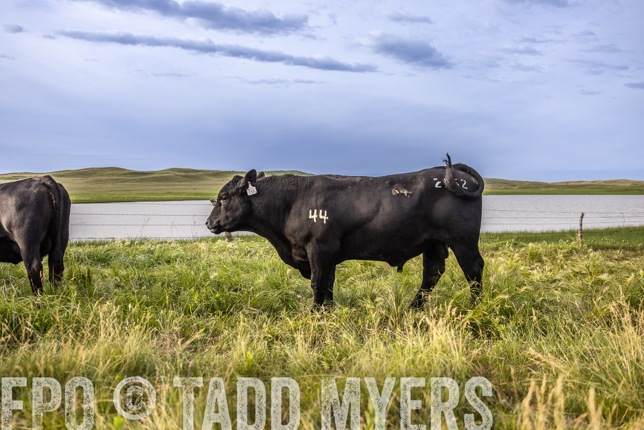 TMyers_PP_VintonRanch_Nebraska_June2024-518623