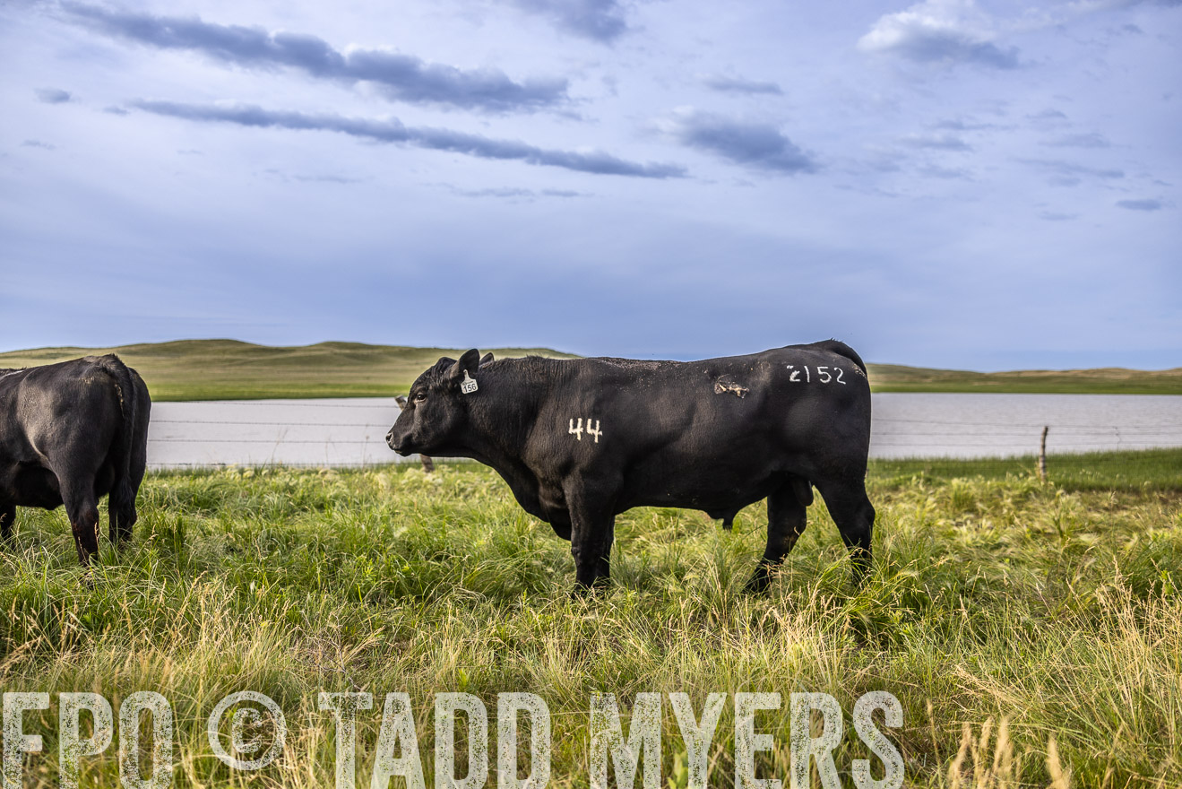 TMyers_PP_VintonRanch_Nebraska_June2024-518624