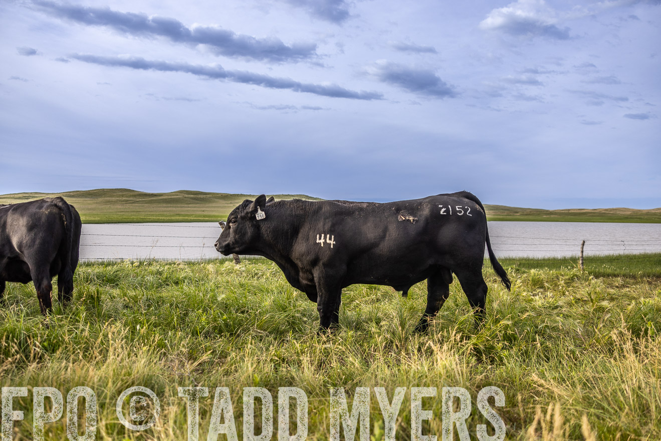 TMyers_PP_VintonRanch_Nebraska_June2024-518626