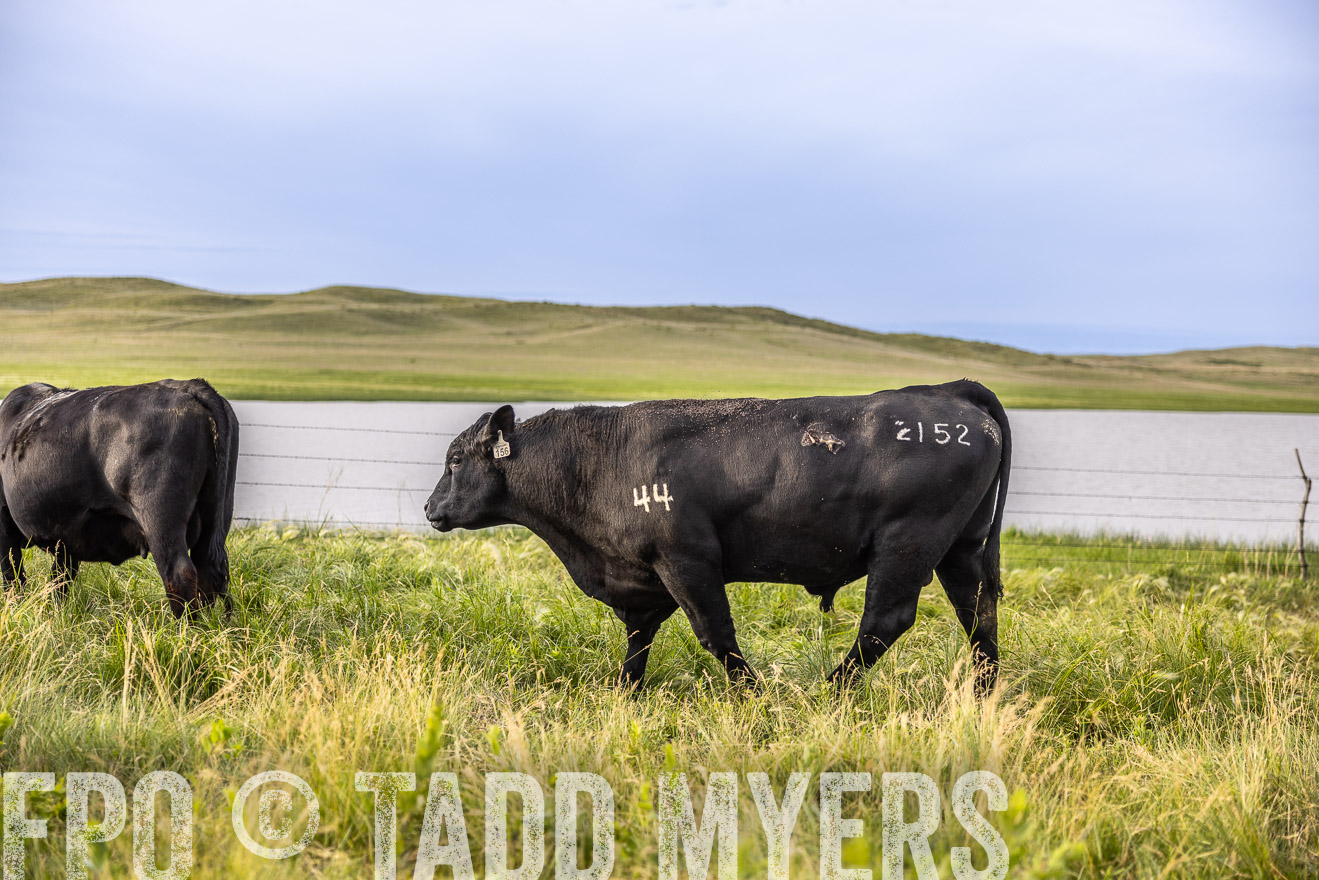 TMyers_PP_VintonRanch_Nebraska_June2024-518637