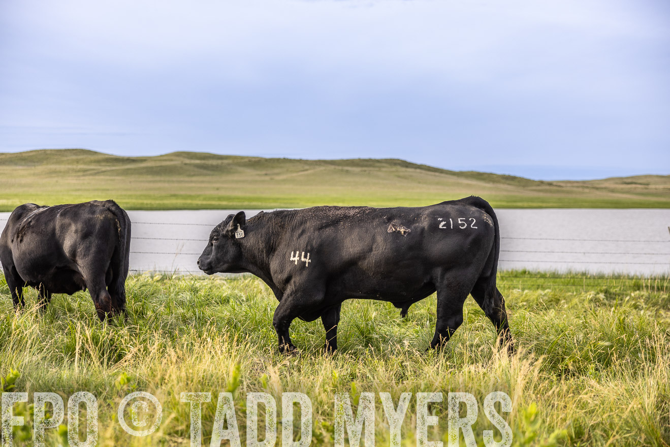 TMyers_PP_VintonRanch_Nebraska_June2024-518639