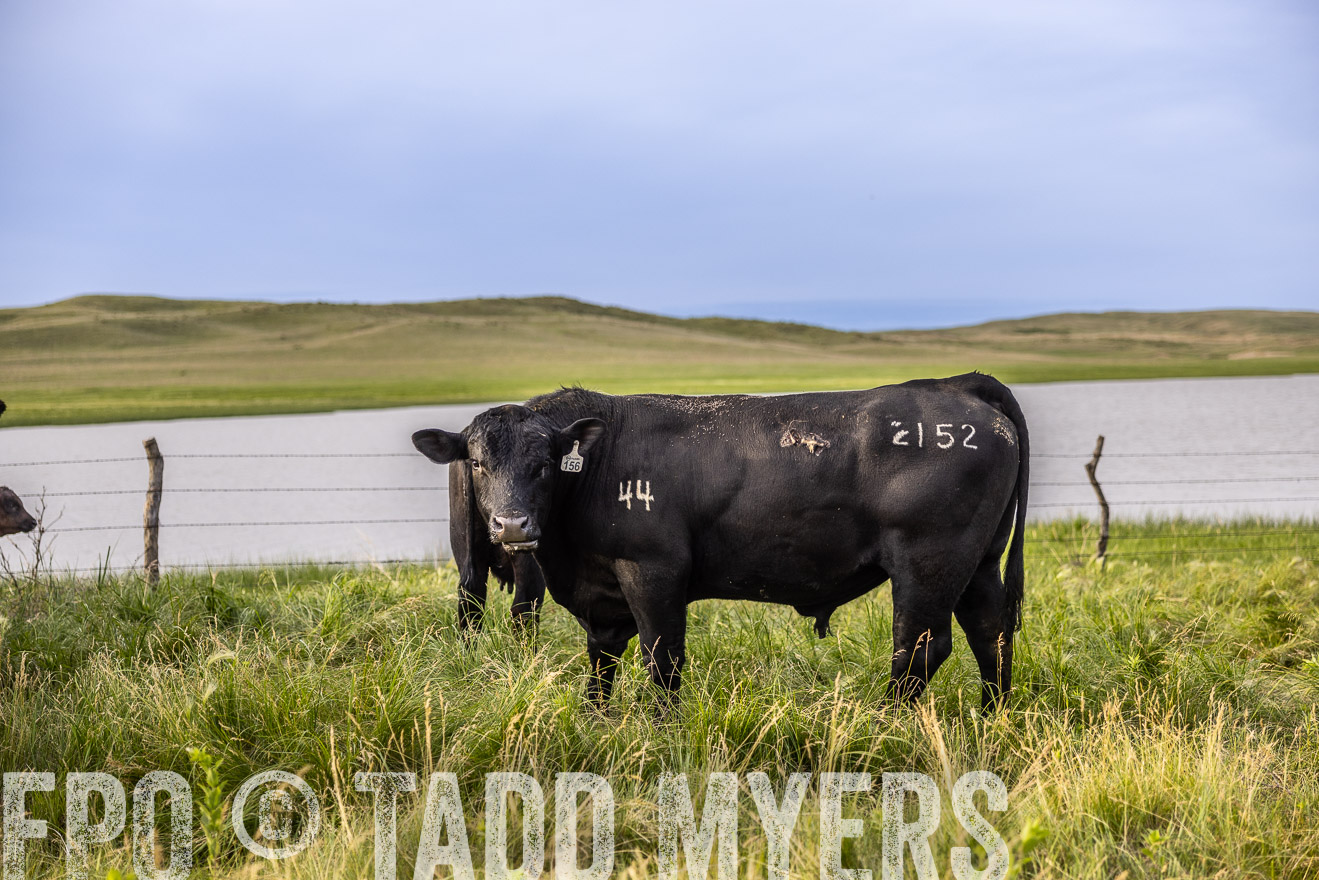 TMyers_PP_VintonRanch_Nebraska_June2024-518649