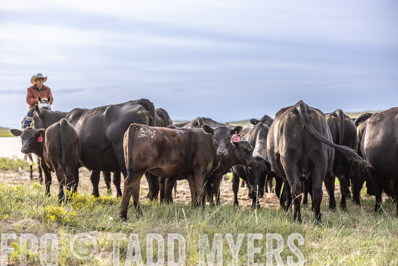 TMyers_PP_VintonRanch_Nebraska_June2024-518651