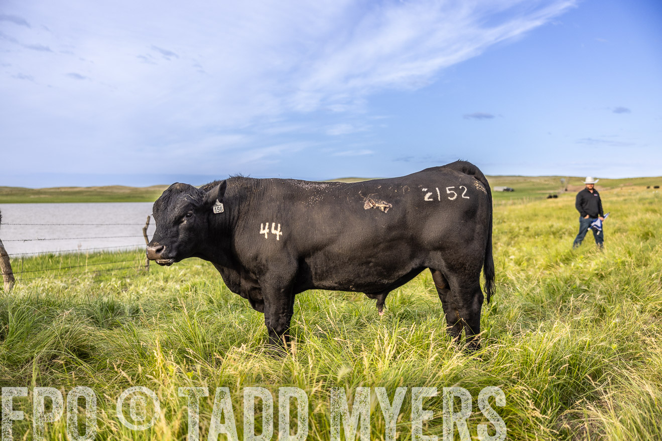 TMyers_PP_VintonRanch_Nebraska_June2024-518657
