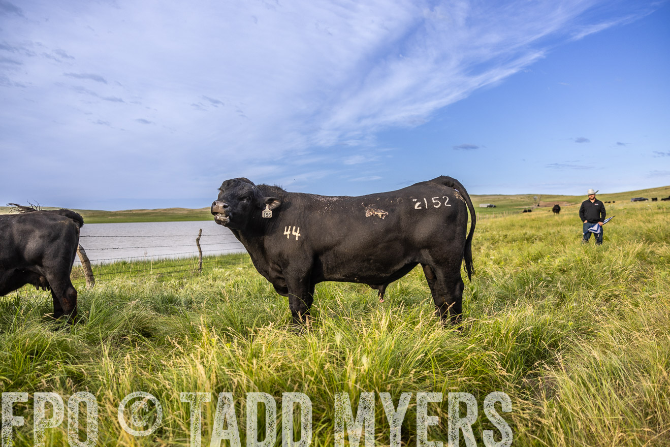 TMyers_PP_VintonRanch_Nebraska_June2024-518662