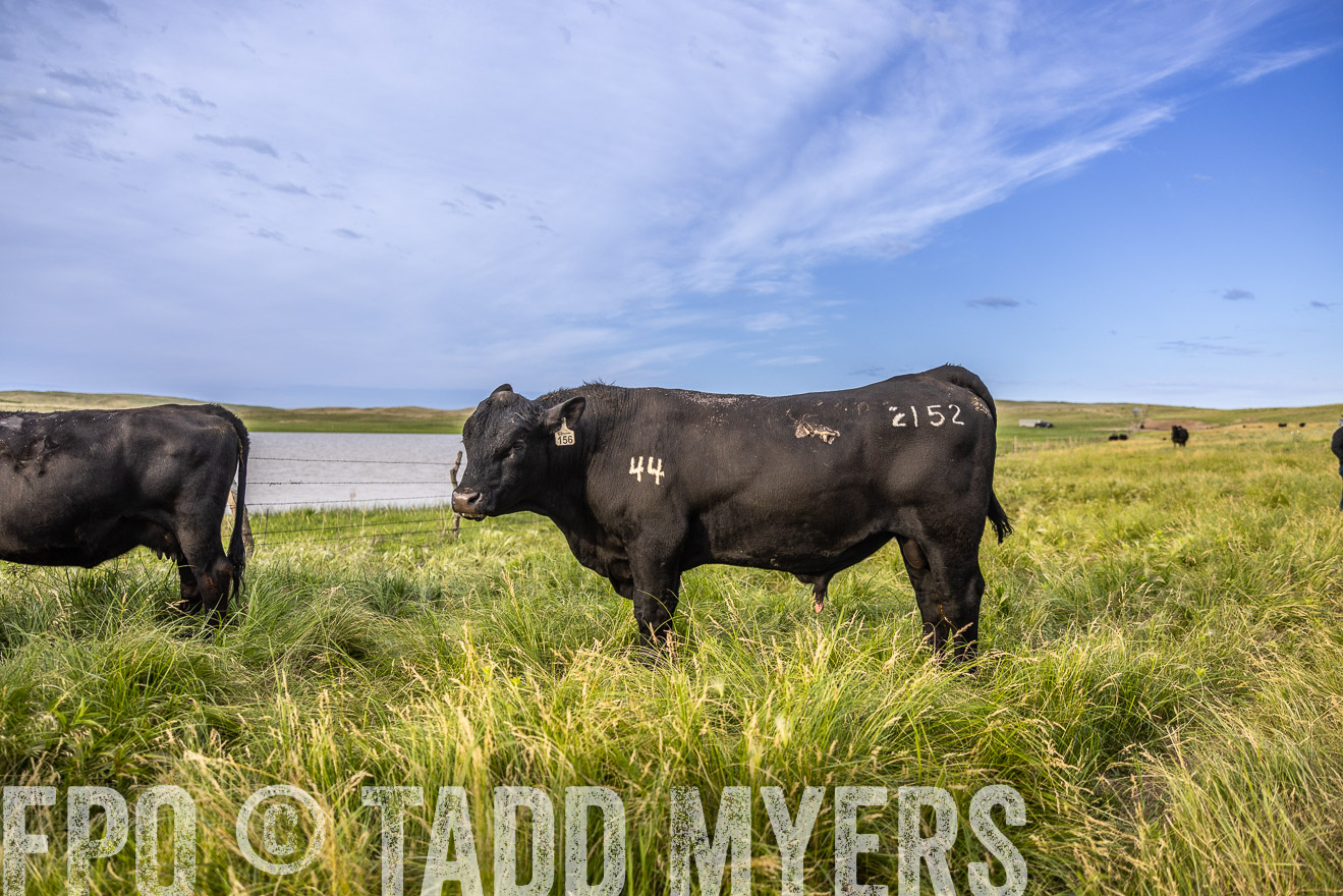 TMyers_PP_VintonRanch_Nebraska_June2024-518667