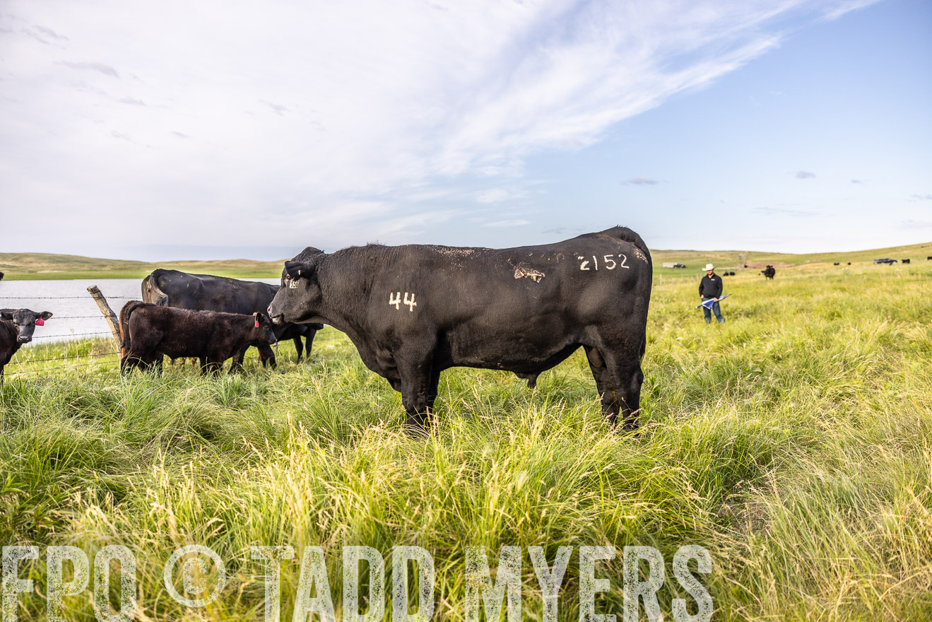 TMyers_PP_VintonRanch_Nebraska_June2024-518675