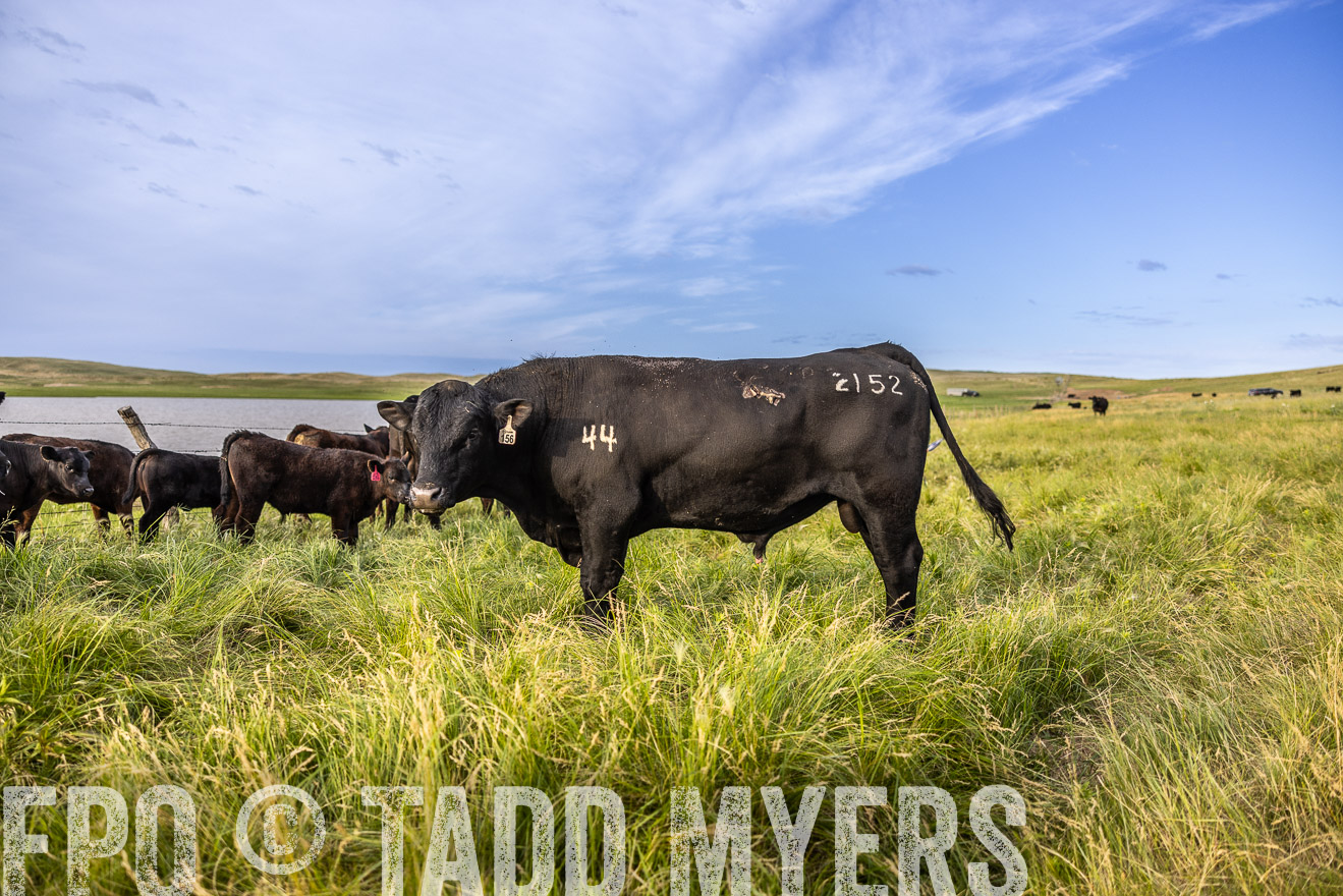 TMyers_PP_VintonRanch_Nebraska_June2024-518679