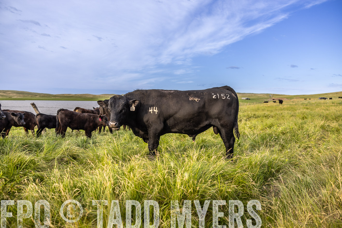 TMyers_PP_VintonRanch_Nebraska_June2024-518681