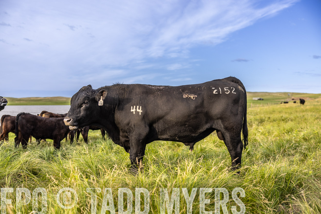TMyers_PP_VintonRanch_Nebraska_June2024-518687