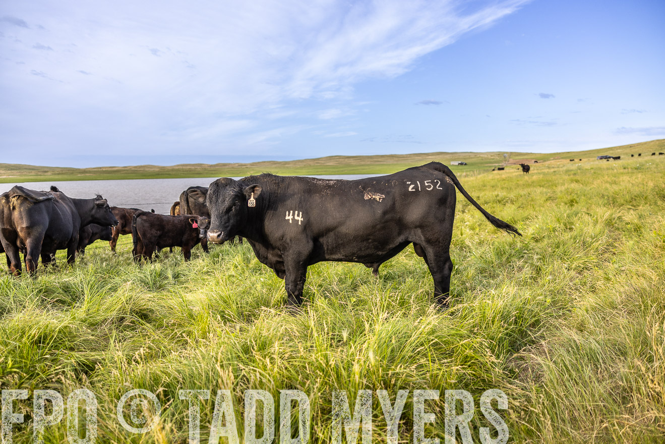 TMyers_PP_VintonRanch_Nebraska_June2024-518692