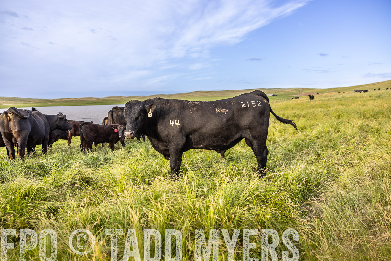 TMyers_PP_VintonRanch_Nebraska_June2024-518693