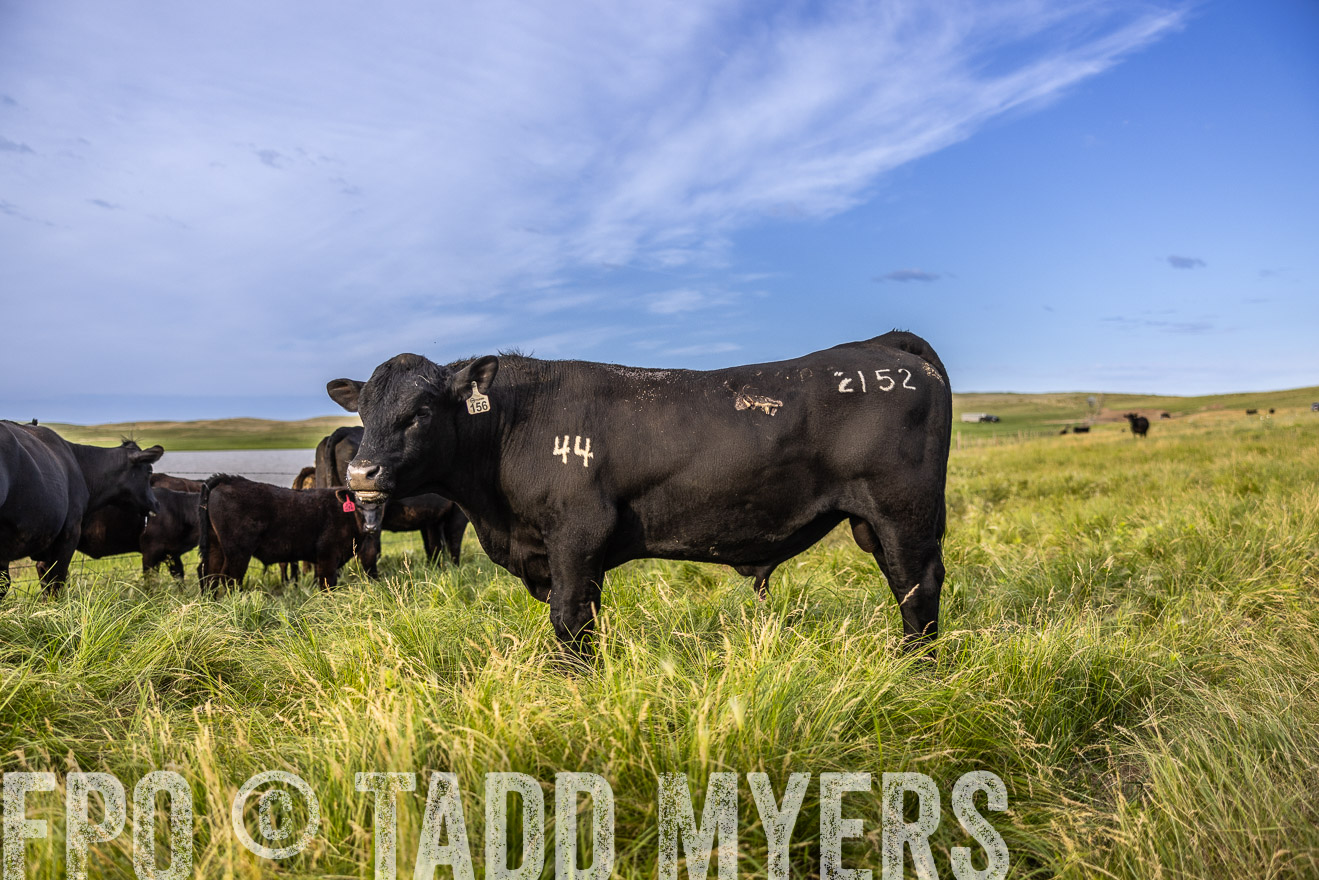 TMyers_PP_VintonRanch_Nebraska_June2024-518698