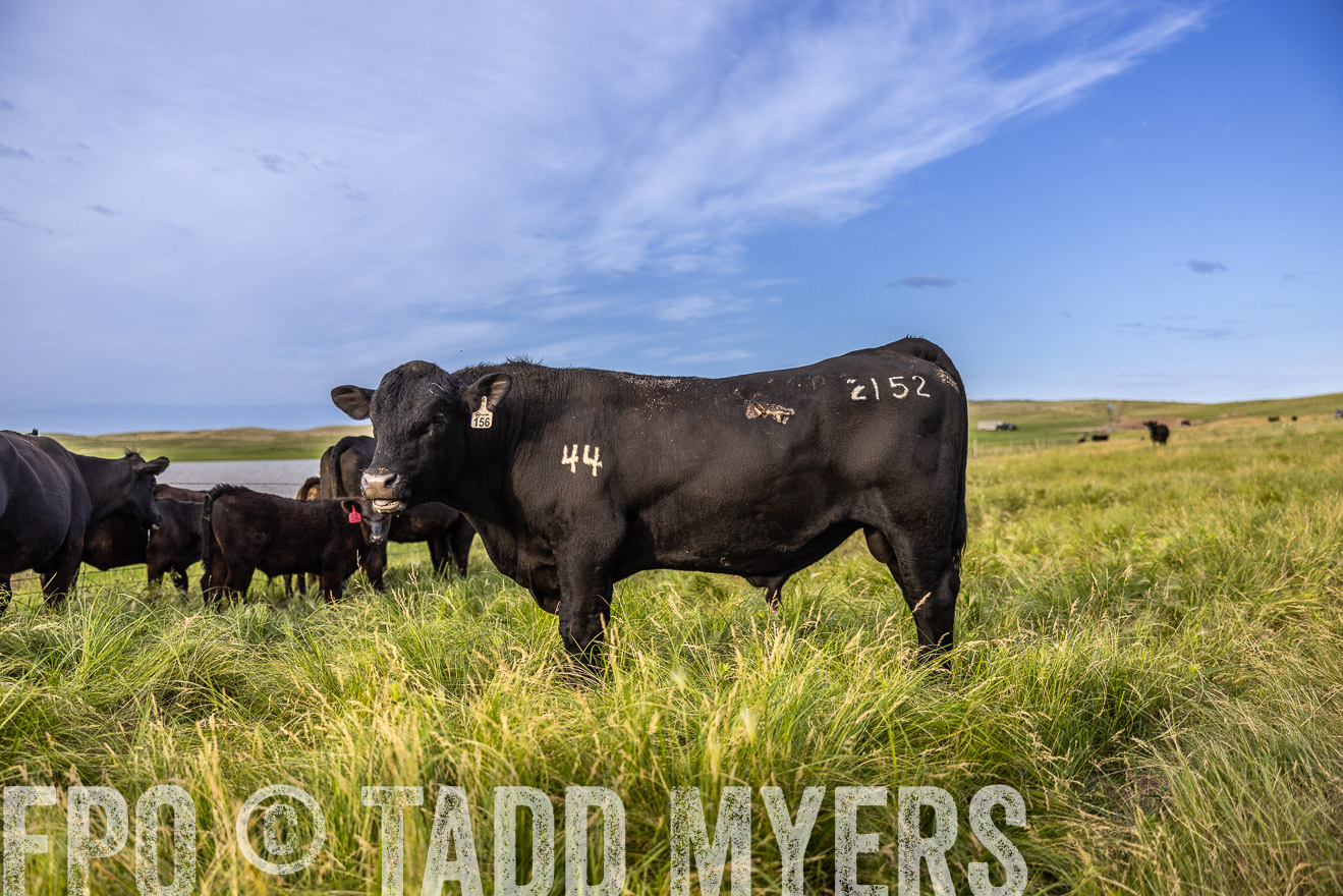 TMyers_PP_VintonRanch_Nebraska_June2024-518699