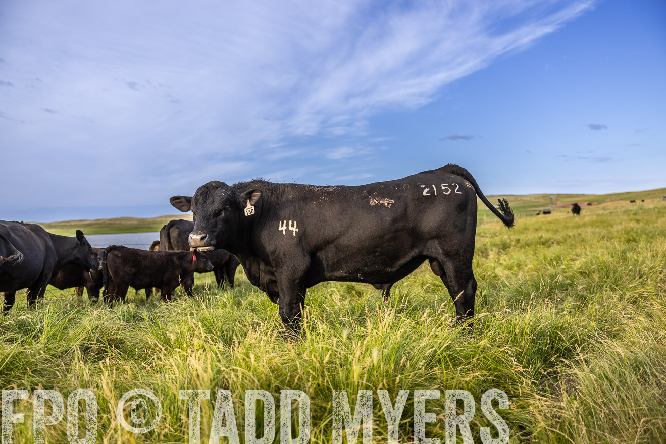 TMyers_PP_VintonRanch_Nebraska_June2024-518704