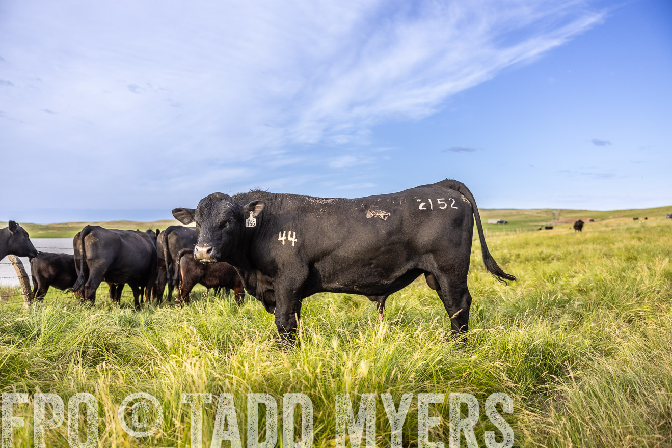 TMyers_PP_VintonRanch_Nebraska_June2024-518709