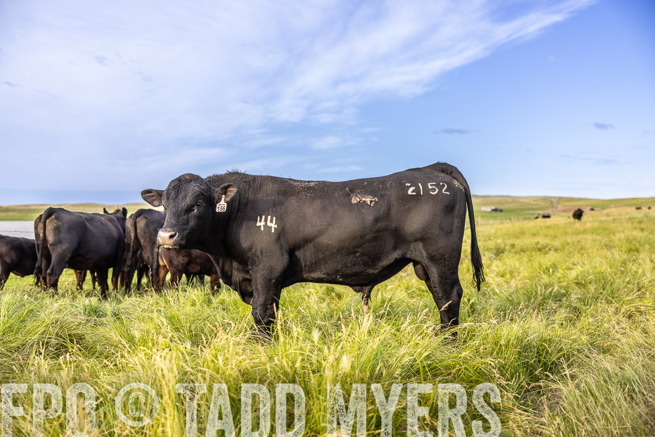 TMyers_PP_VintonRanch_Nebraska_June2024-518711