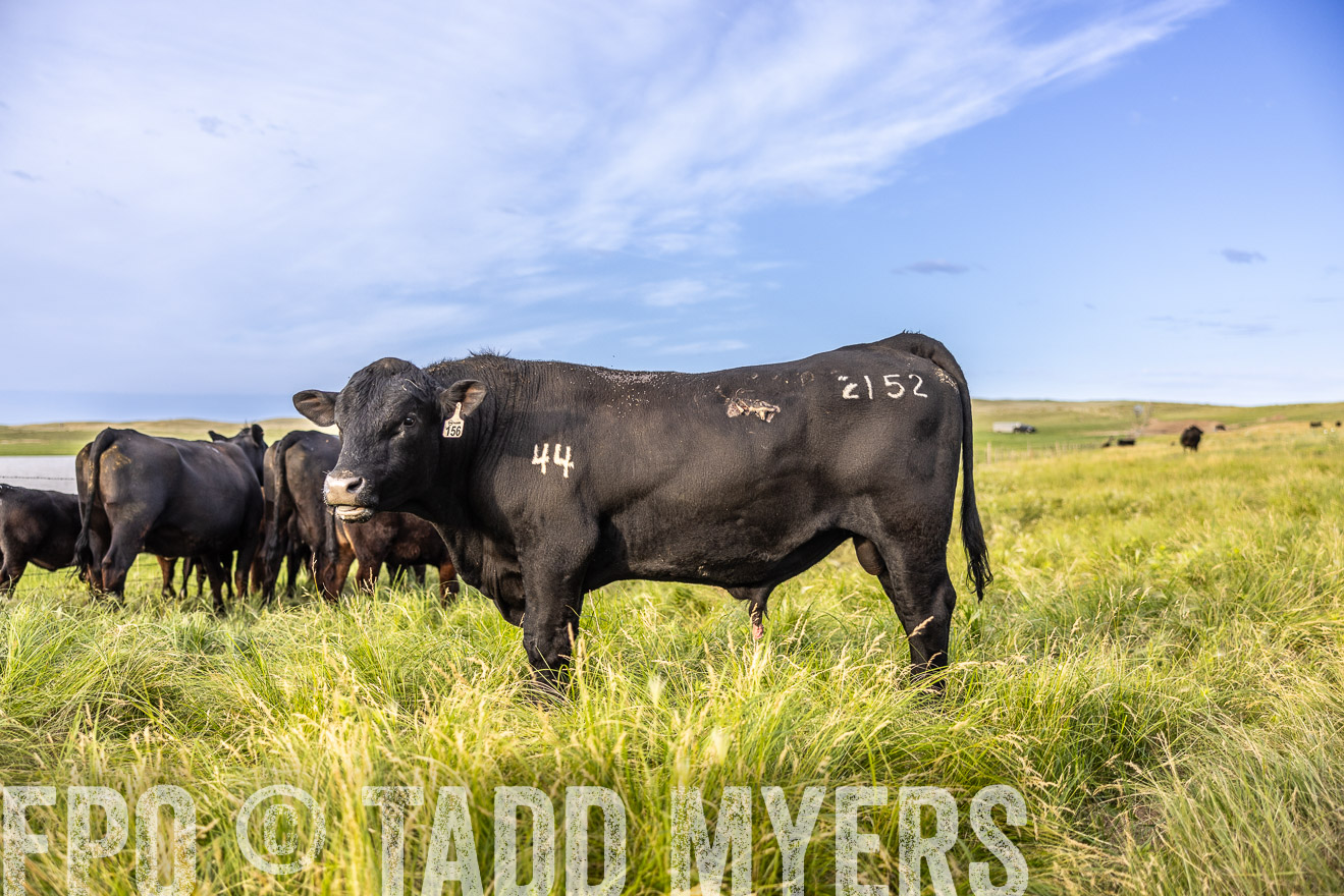 TMyers_PP_VintonRanch_Nebraska_June2024-518712