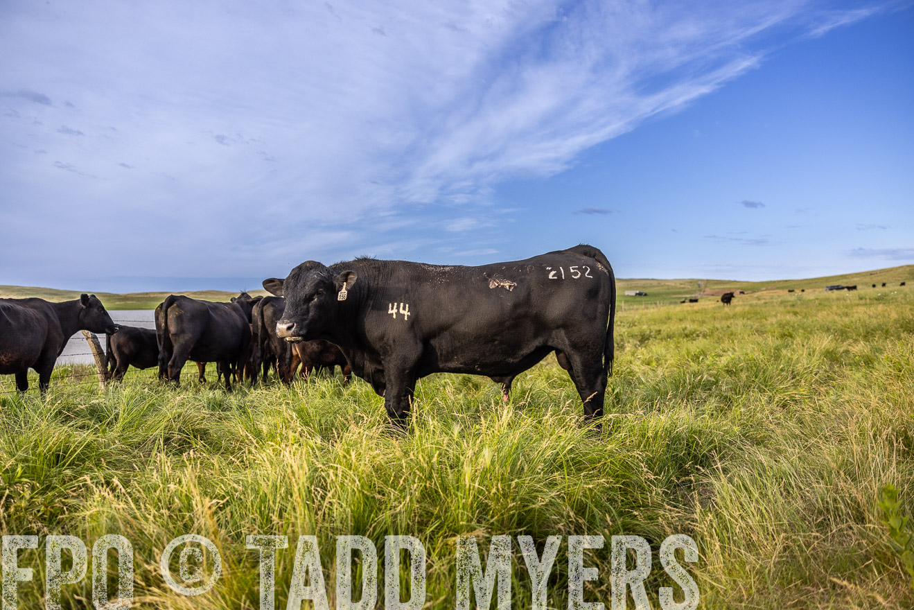 TMyers_PP_VintonRanch_Nebraska_June2024-518719