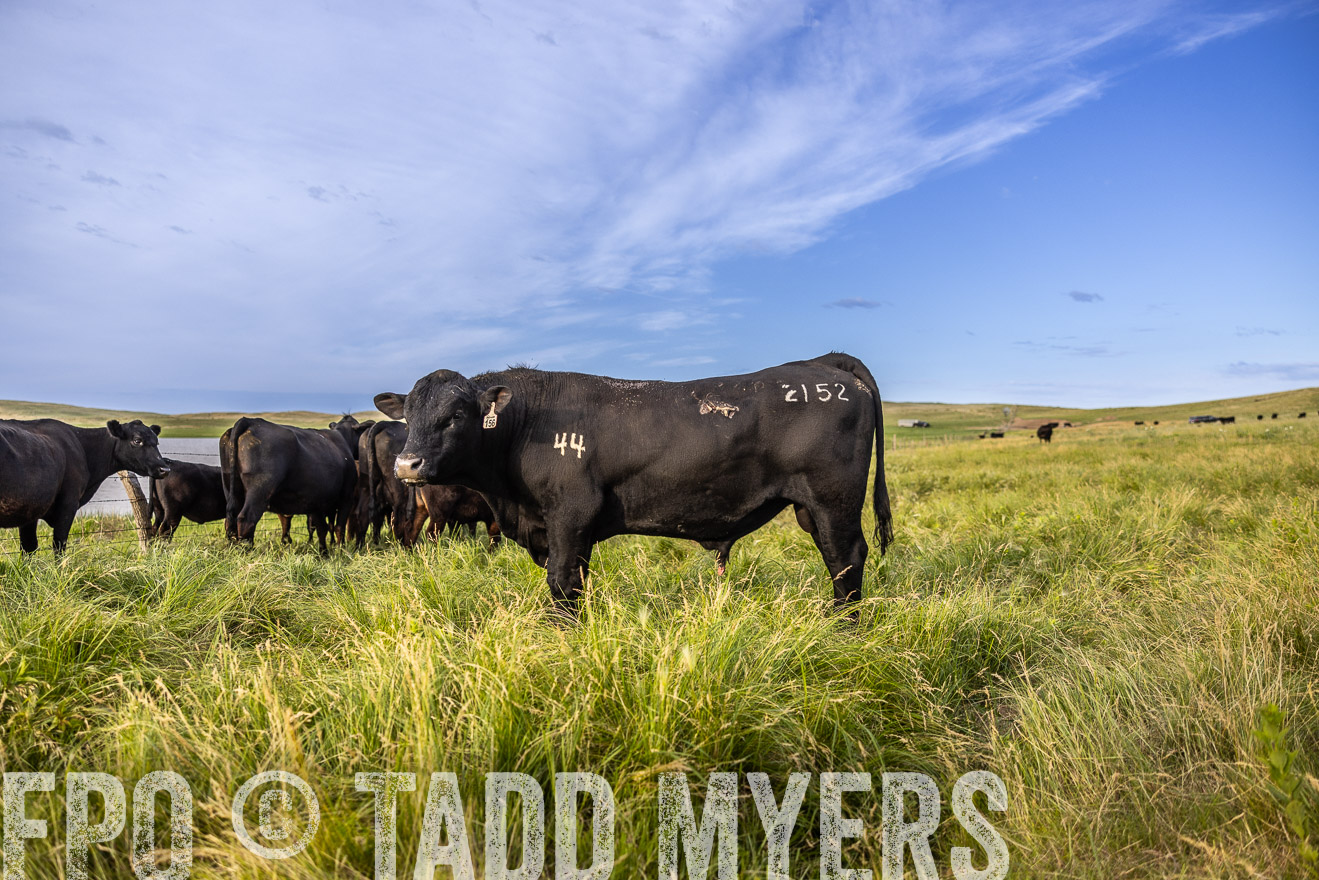 TMyers_PP_VintonRanch_Nebraska_June2024-518722