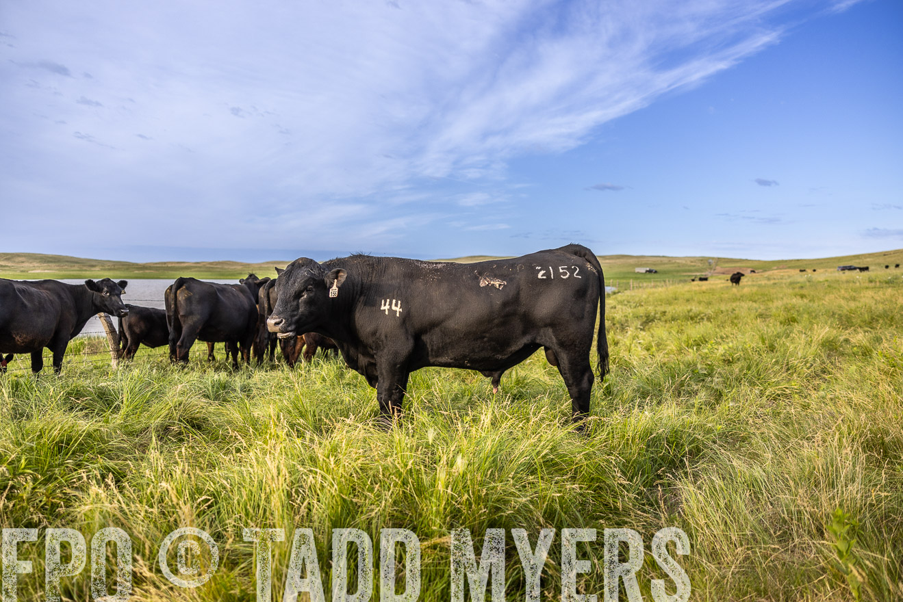 TMyers_PP_VintonRanch_Nebraska_June2024-518723