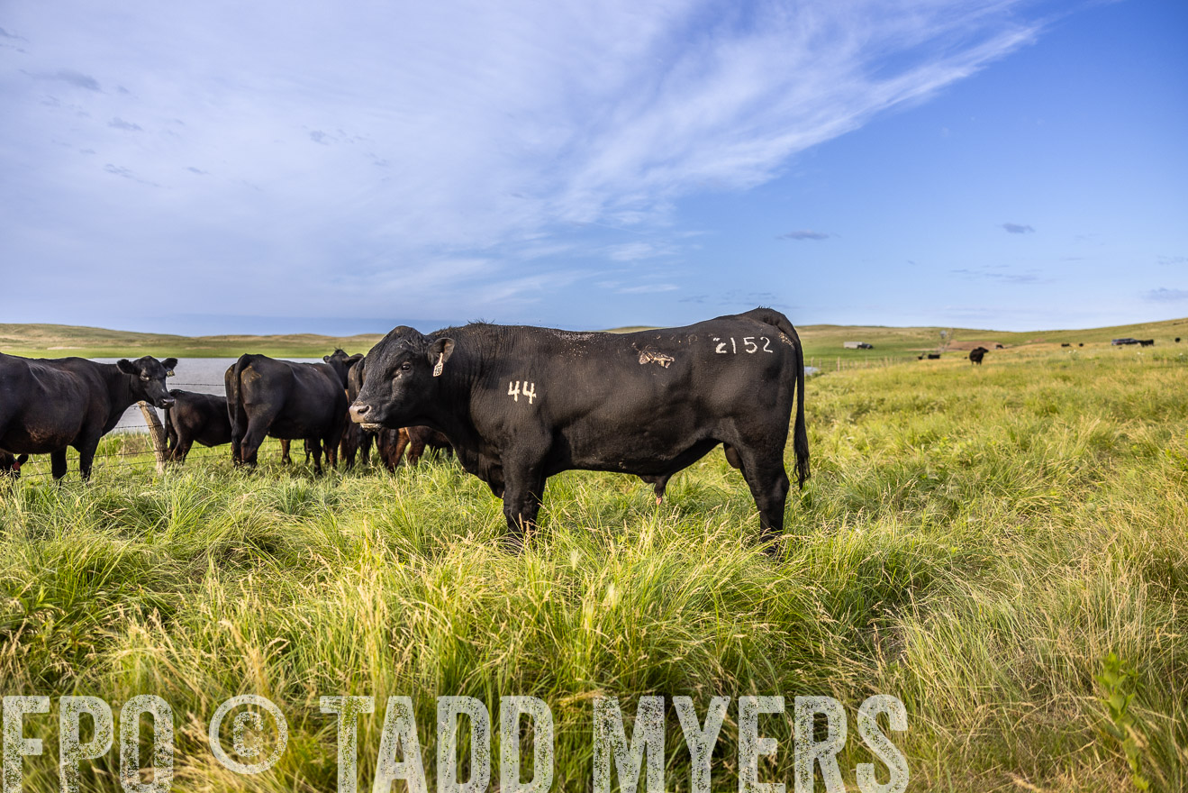TMyers_PP_VintonRanch_Nebraska_June2024-518724