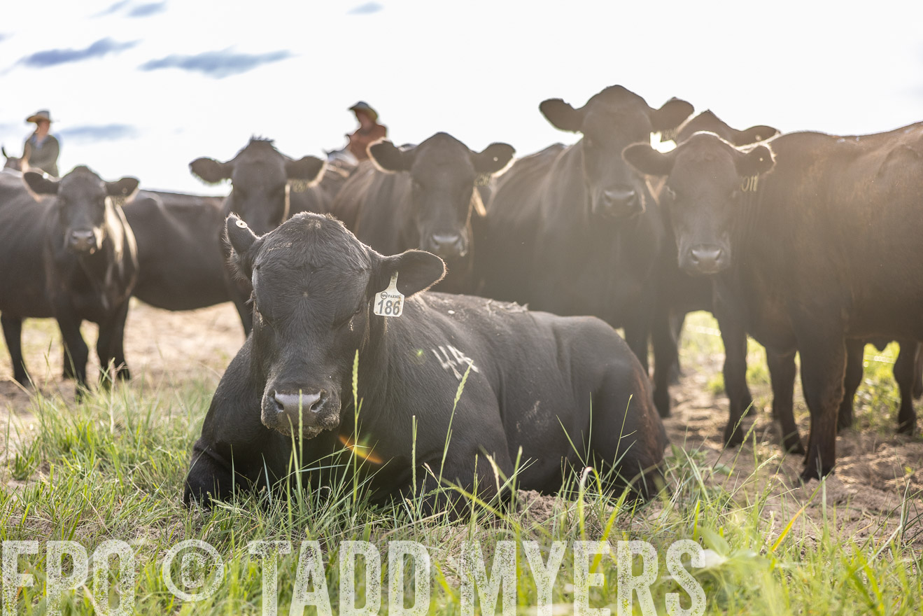 TMyers_PP_VintonRanch_Nebraska_June2024-518739