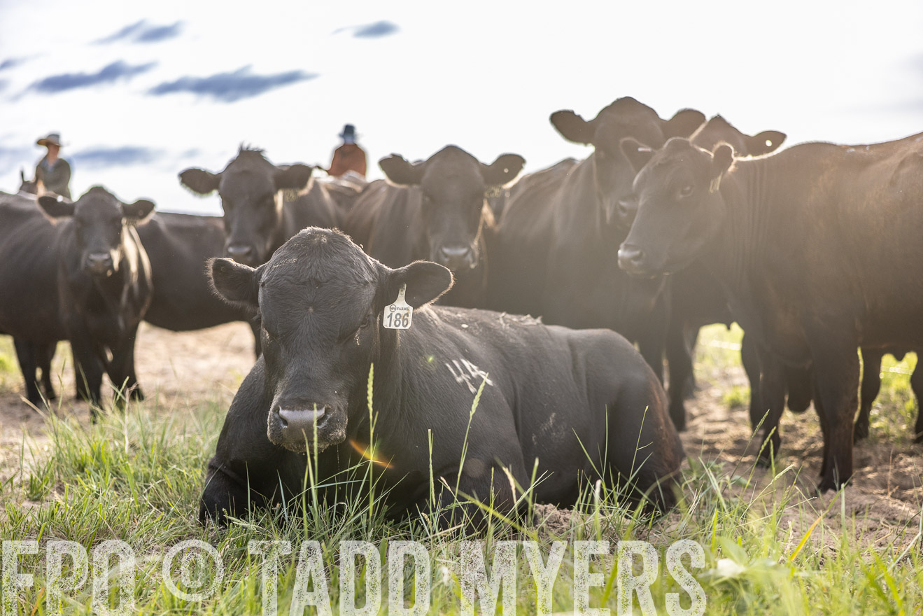 TMyers_PP_VintonRanch_Nebraska_June2024-518742