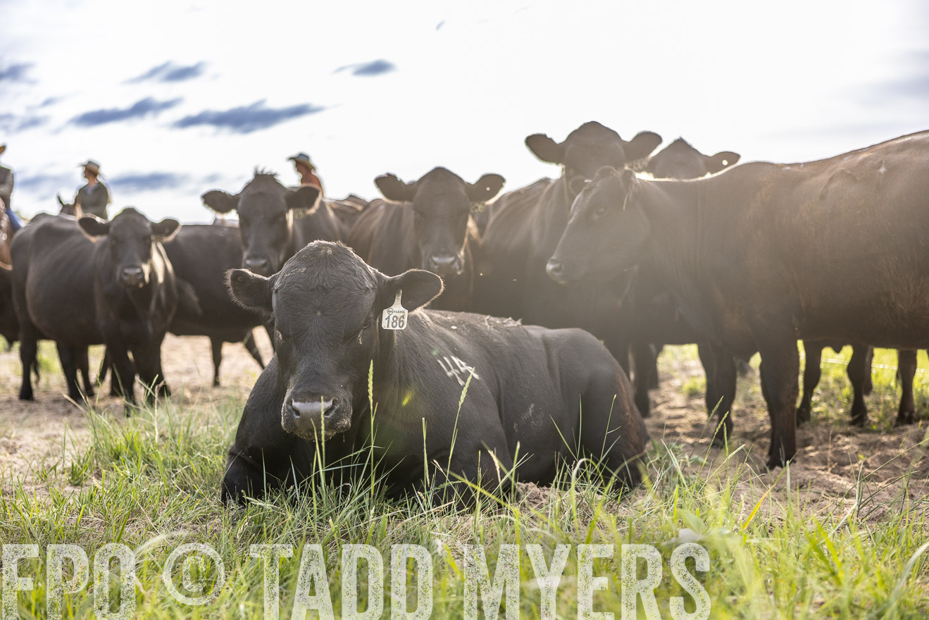TMyers_PP_VintonRanch_Nebraska_June2024-518744