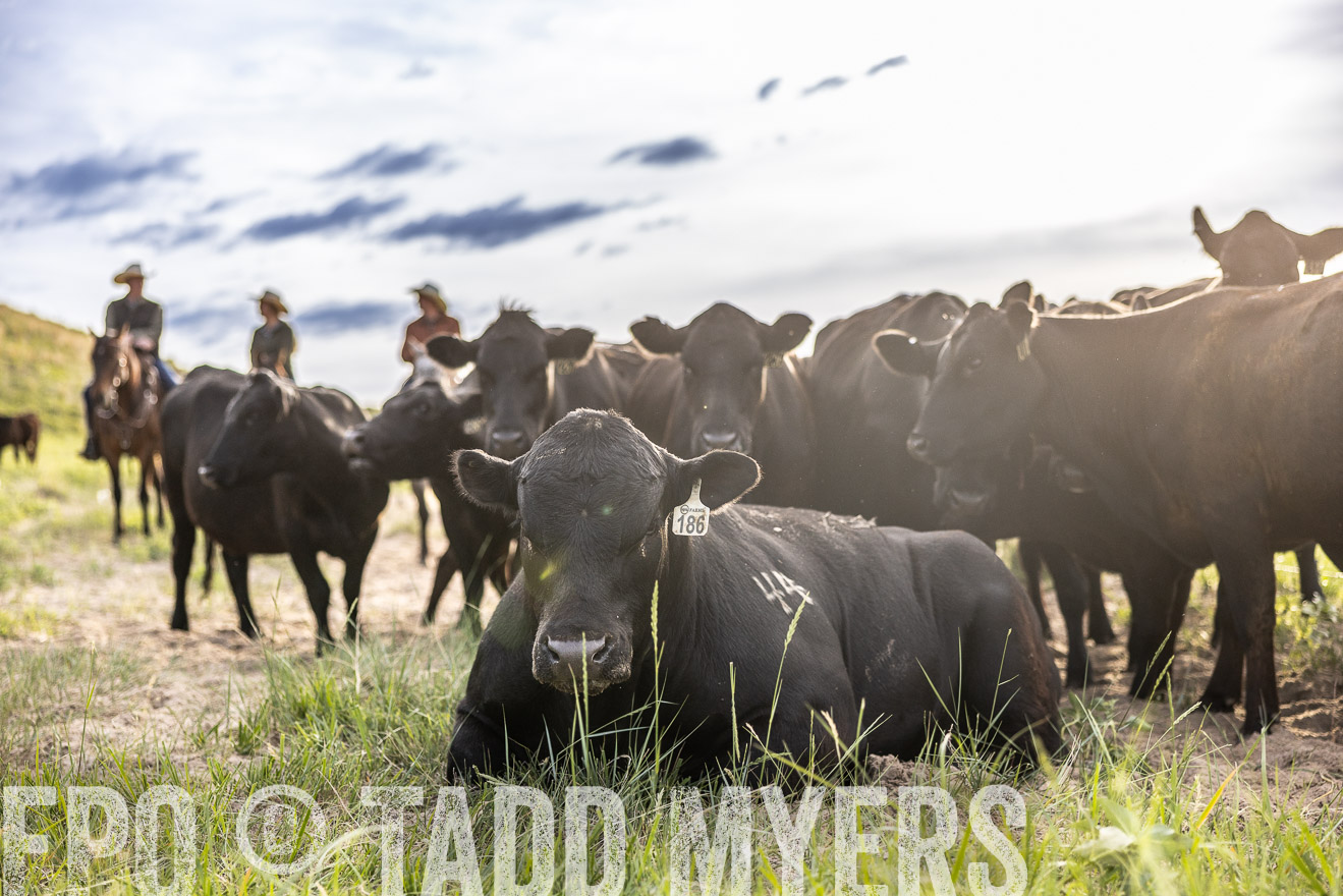 TMyers_PP_VintonRanch_Nebraska_June2024-518748