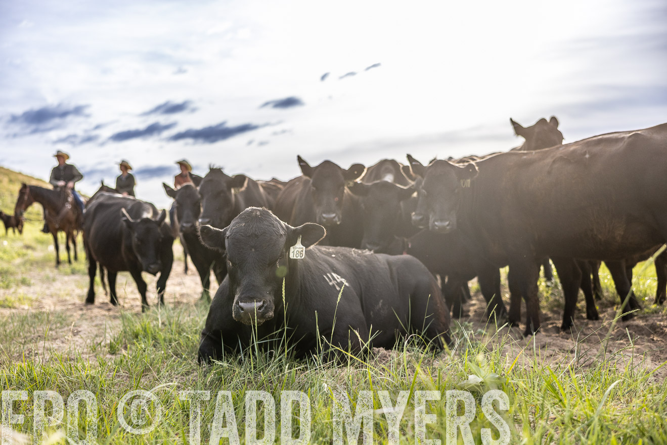 TMyers_PP_VintonRanch_Nebraska_June2024-518758