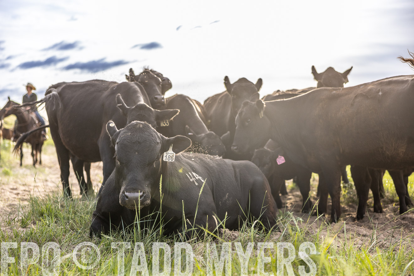 TMyers_PP_VintonRanch_Nebraska_June2024-518762