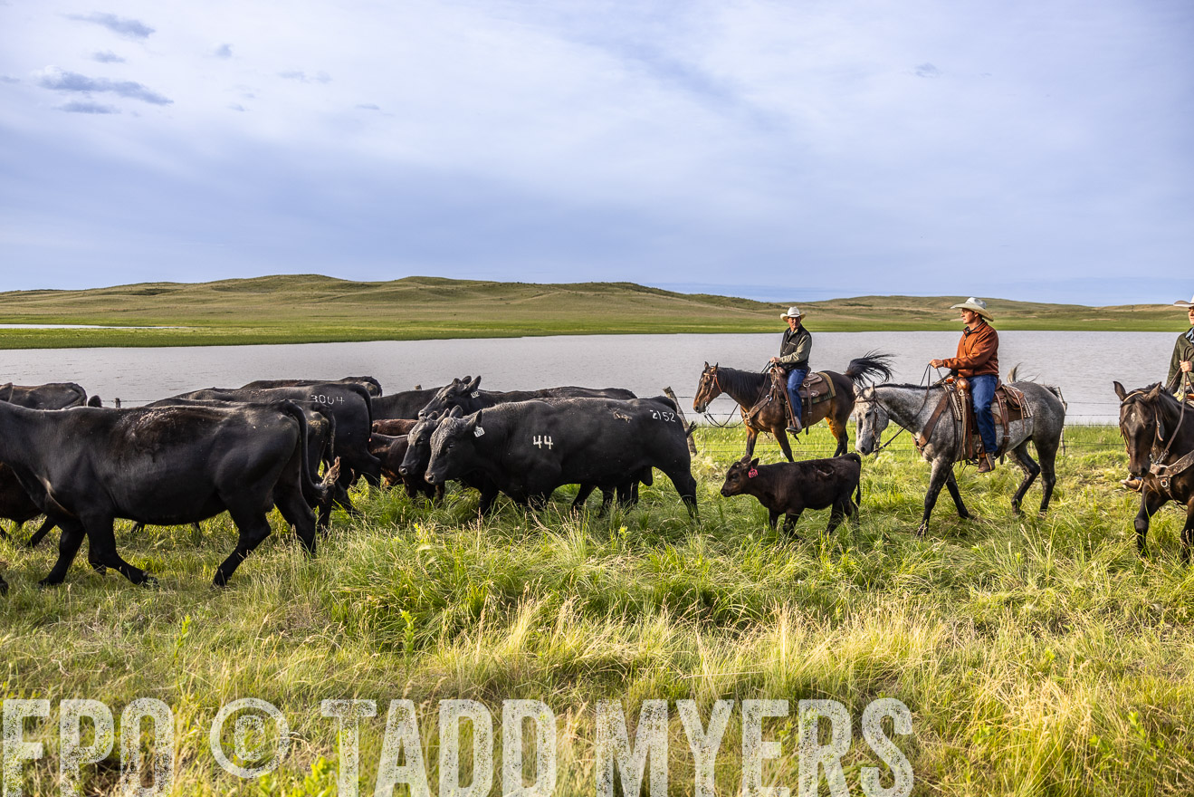 TMyers_PP_VintonRanch_Nebraska_June2024-518907