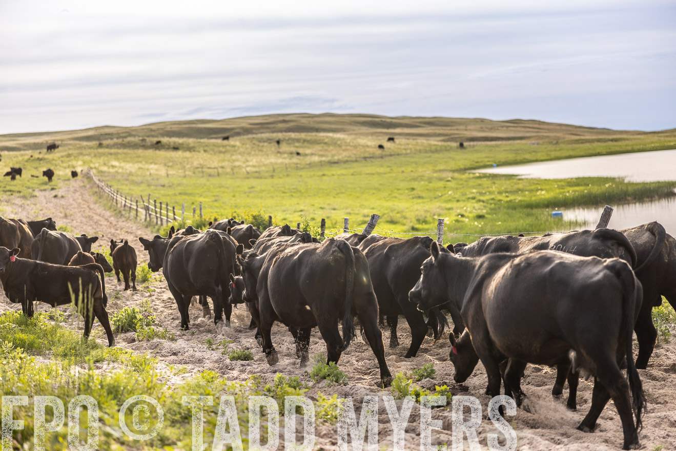 TMyers_PP_VintonRanch_Nebraska_June2024-518935