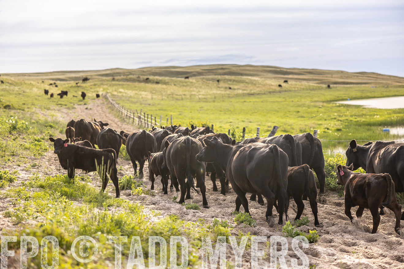 TMyers_PP_VintonRanch_Nebraska_June2024-518939