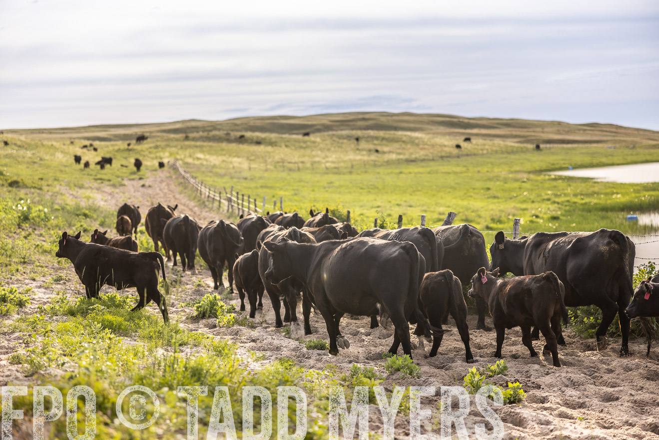TMyers_PP_VintonRanch_Nebraska_June2024-518944
