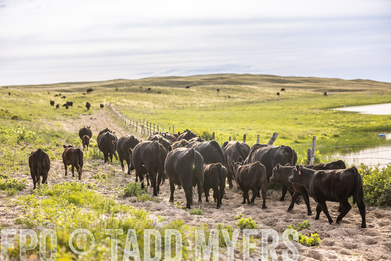 TMyers_PP_VintonRanch_Nebraska_June2024-518947
