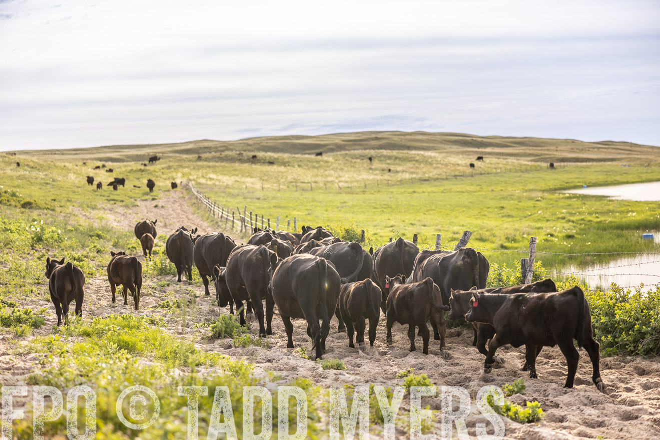 TMyers_PP_VintonRanch_Nebraska_June2024-518949