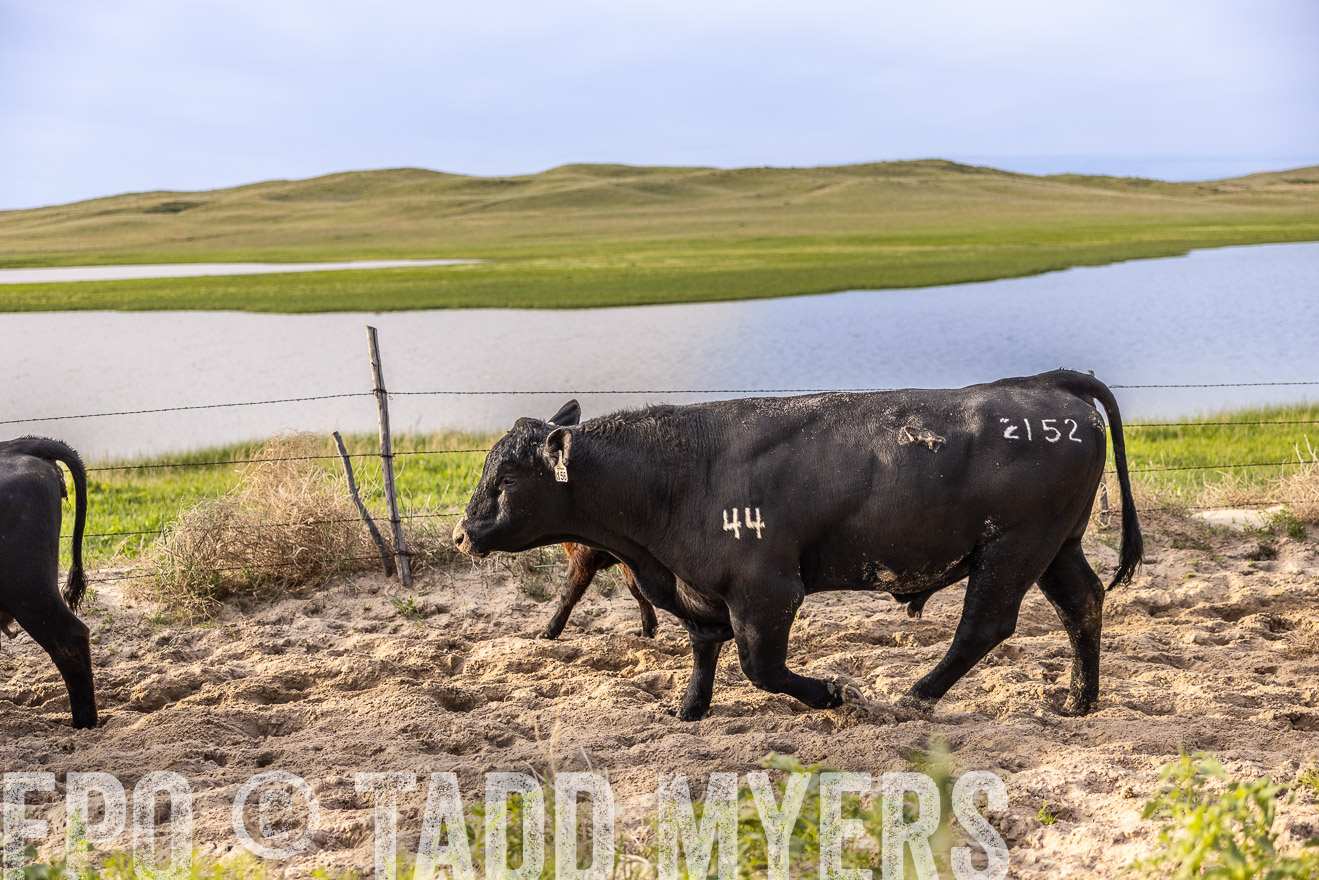 TMyers_PP_VintonRanch_Nebraska_June2024-518953