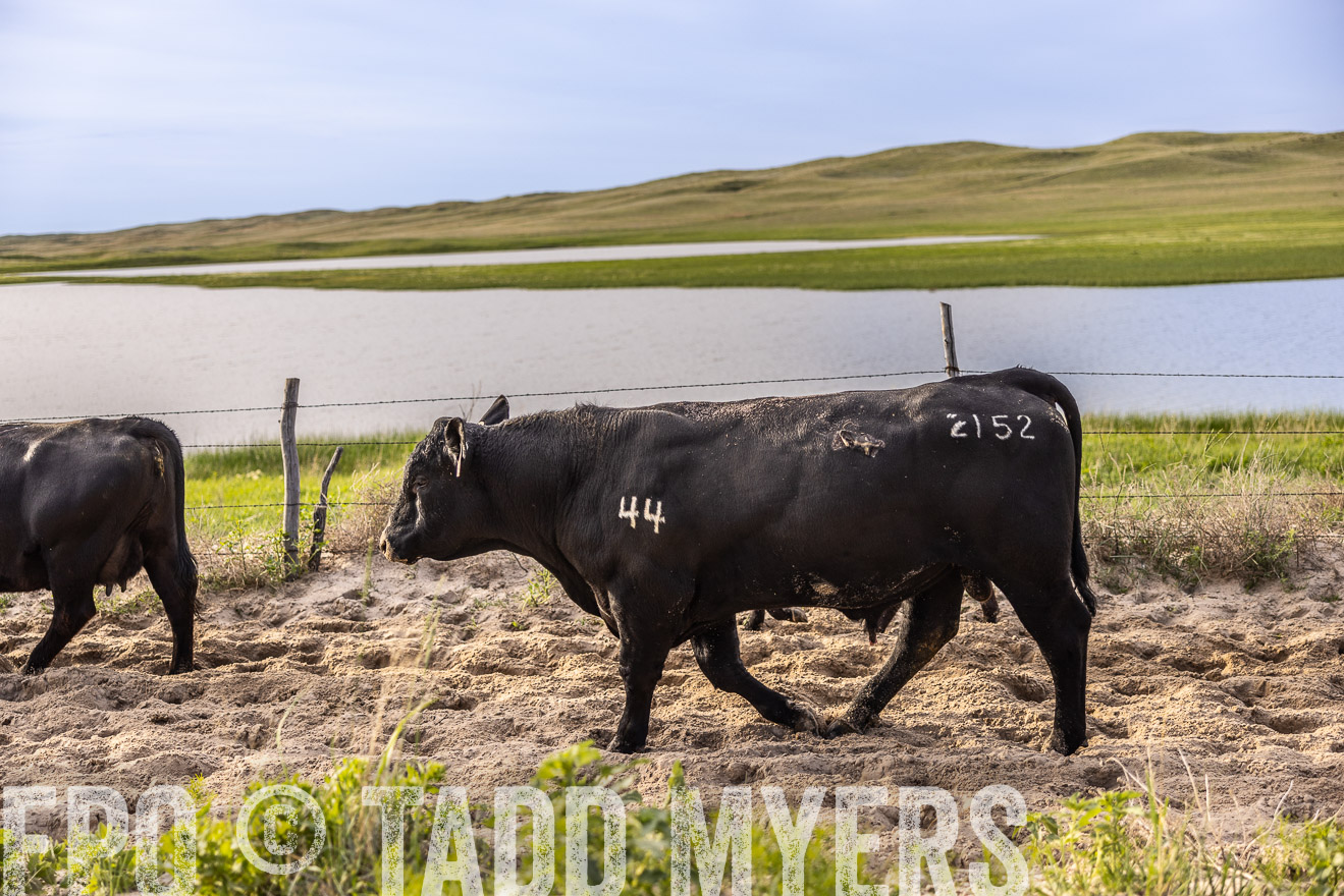 TMyers_PP_VintonRanch_Nebraska_June2024-518958