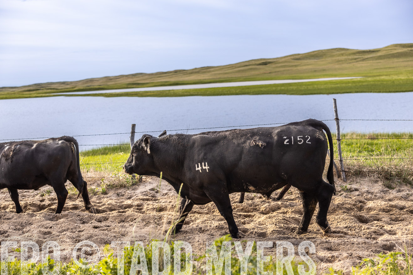 TMyers_PP_VintonRanch_Nebraska_June2024-518961
