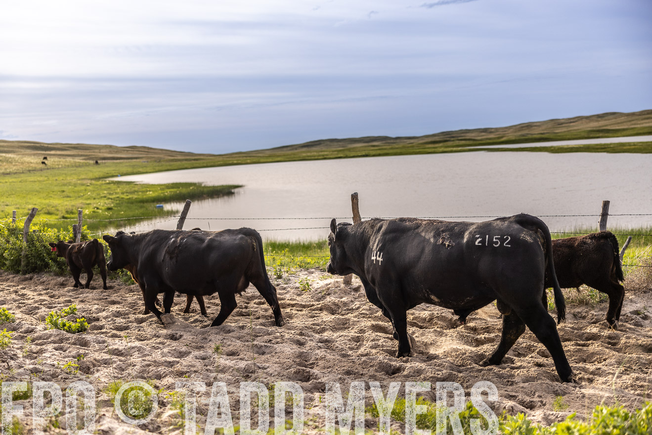 TMyers_PP_VintonRanch_Nebraska_June2024-518965