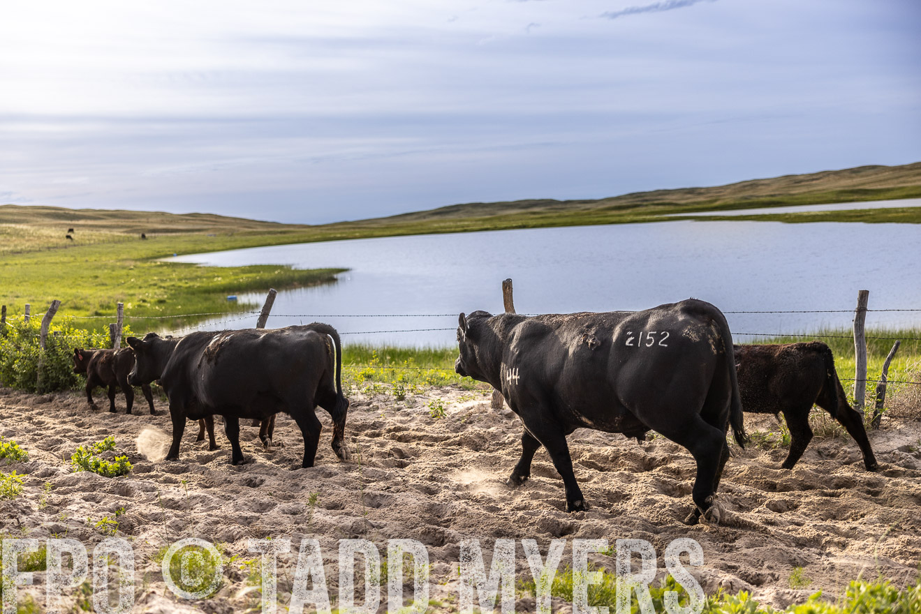 TMyers_PP_VintonRanch_Nebraska_June2024-518967