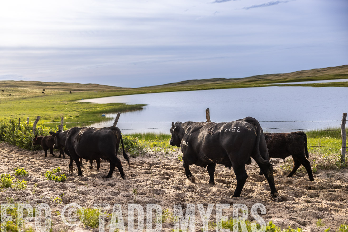 TMyers_PP_VintonRanch_Nebraska_June2024-518969